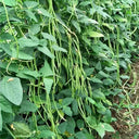 Continuously Harvestable Yardlong Bean Seeds, 5 × 5g Bags