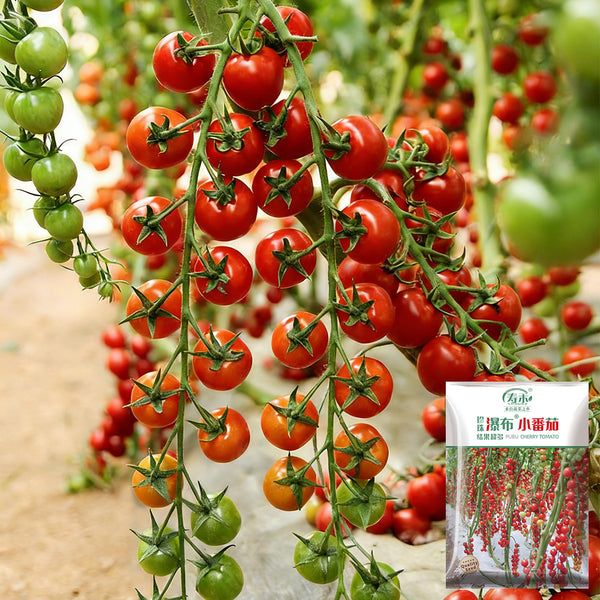 Pearl Falls Tomato, 20 Seeds