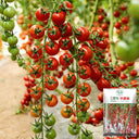 Pearl Falls Tomato, 20 Seeds