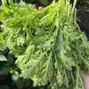 Heat Resistant Garland Chrysanthemum Seeds, 20 Grams ≈ 2000 Seeds