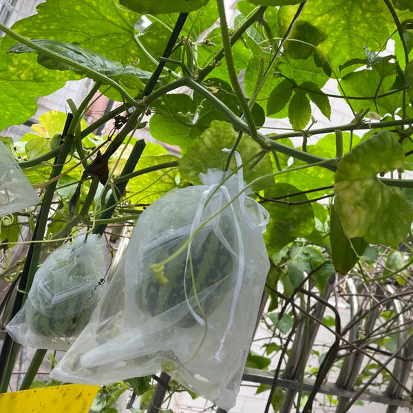 Bingtangzi High-Sugar Melon, 30 Seeds