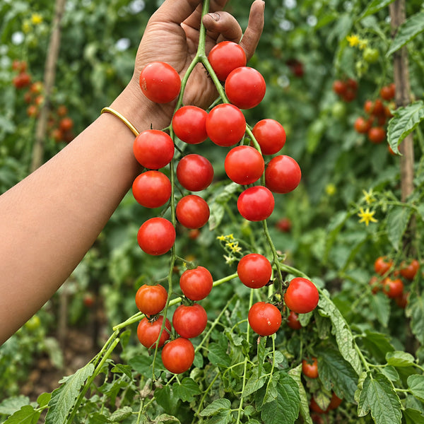 338 Minusinsk Red Cherry Tomato, 5 Seeds