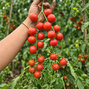 338 Minusinsk Red Cherry Tomato, 5 Seeds