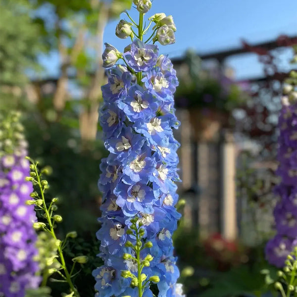 Large-flowered Delphinium Seeds, 200 Seeds