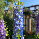 Large-flowered Delphinium Seeds, 200 Seeds