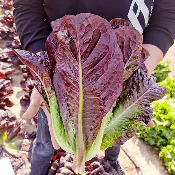 Purple Peacock Lettuce Seeds, 5g