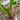 Red-Stemmed Chard Seeds, 10g