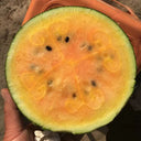 Rainbow No.1 Watermelon, 20 Seeds