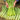 Heat-Resistant No.1 Stem Lettuce Seeds, 10g