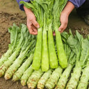 Heat-Resistant No.1 Stem Lettuce Seeds, 10g