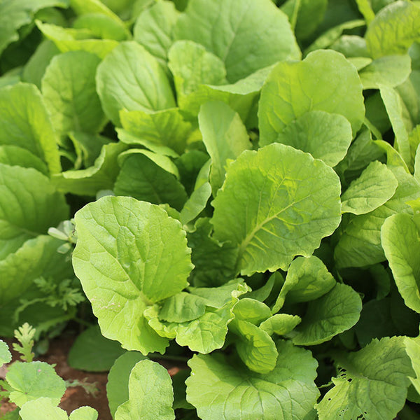 Four Seasons Bok Choy Seeds, 10g