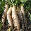 'Zao Luobo No. 13' White Radish Seeds, 20g