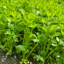 Four Seasons Fragrant Celery Seeds, 5g