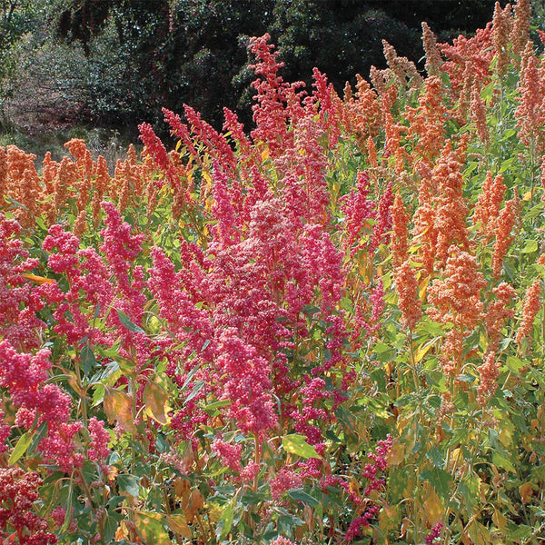 Red Quinoa Planting Seeds, 30 Grams ≈ 11000 Seeds