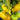 734 Delta Moss Dwarf Tomato, 5 Seeds