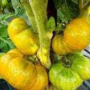 734 Delta Moss Dwarf Tomato, 5 Seeds