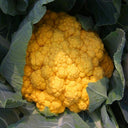 Jin Buhuan Cauliflower, 30 Seeds