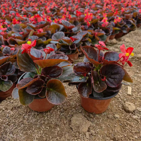 Bronze Leaf Red Flower Begonia, 50 Coated Seeds