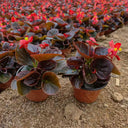 Bronze Leaf Red Flower Begonia, 50 Coated Seeds
