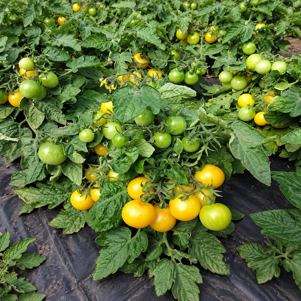 337 Sinichka Tomato, 5 Seeds