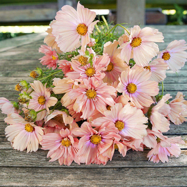 Hezhichun Cosmos bipinnatus 'Apricotta' Seeds, 1g