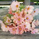 Hezhichun Cosmos bipinnatus 'Apricotta' Seeds, 1g