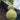 Extra-Large Bottle Gourd, 25 Seeds