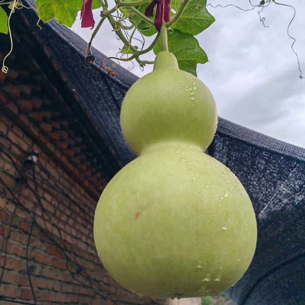 Extra-Large Bottle Gourd, 25 Seeds