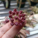 Hoya kentiana 'Variegata', 3 Cuttings