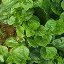 'Nongdianzan' Creamy Malabar Spinach Seeds, 10g