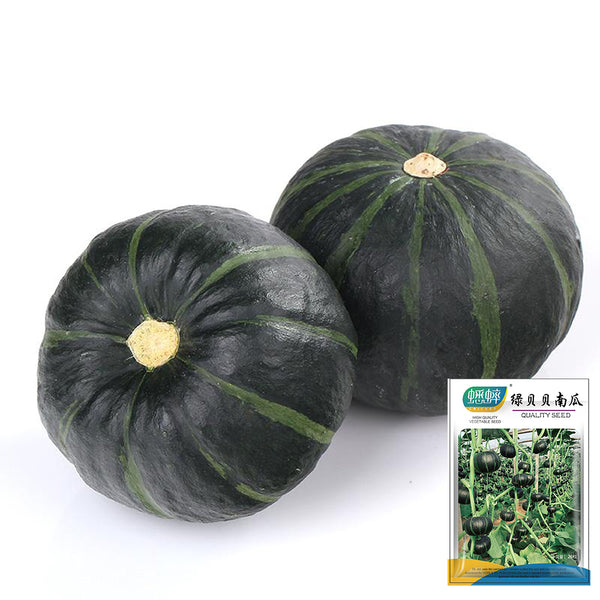 Green Beibei Pumpkin Seeds, 20 Seeds