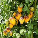 "Rebel Starfighter Kayleigh Anne" Tomato Seeds, 5 Seeds