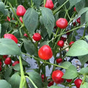 Strawberry-shaped Hot Pepper Seeds, 1g