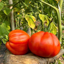 CORAZON Fleshy Tomato Seeds, 10 Seeds