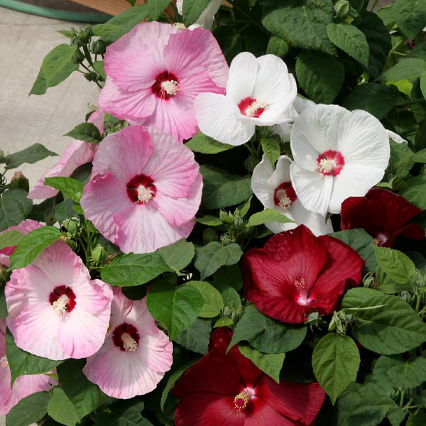 Swamp Rose Mallow Mixed Seeds, 100 Seeds