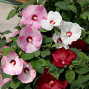 Swamp Rose Mallow Mixed Seeds, 100 Seeds