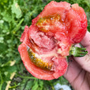 U2610 Pink Beauty Tomato, 20 Seeds