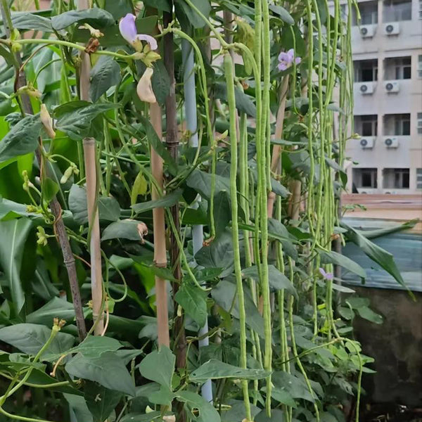 Jiemei Xiabao No. 2 Cowpea Seeds, 20g