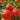 28 Teton de Venus Tomato, 5 Seeds