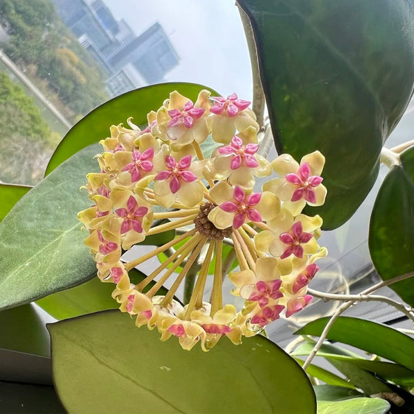 Hoya icensis, 3 Cuttings