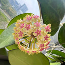 Hoya icensis, 3 Cuttings