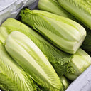 'Green Bamboo 70' Chinese Cabbage Seeds, 20g