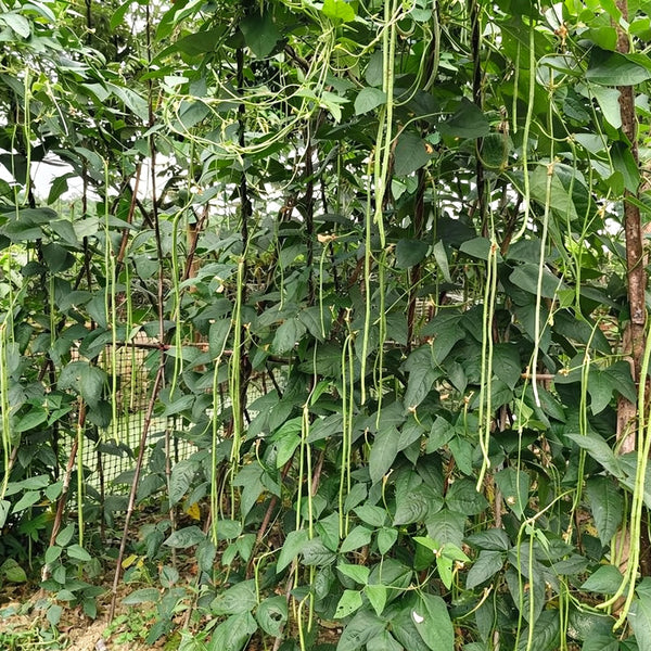 Green General Yardlong Bean Seeds, 15 Grams ≈ 80 Seeds