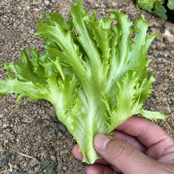 W1359 Crisp Tender Green Skirt Lettuce, 3 Grams ≈ 1000 Seeds