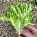 W1359 Crisp Tender Green Skirt Lettuce, 3 Grams ≈ 1000 Seeds