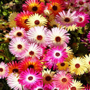 Summer Color Mix Lampranthus Seeds, 1 gram ≈ 3500 Seeds