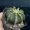 Gymnocalycium stenopleurum, 3-4cm