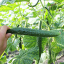 'Emerald Heart' Cucumber Seeds, 3g