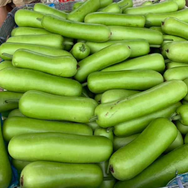 Guangpu 1701 Bottle Gourd Seeds, 100 Seeds
