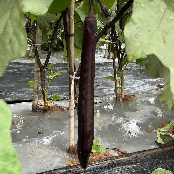 'Yuqie No.5' Eggplant Seeds, 8g